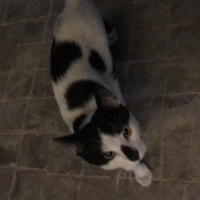 Tekir Kedi, Kedi  Umay doçka fotoğrafı