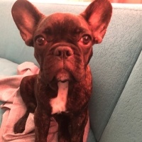 Fransız Bulldog, Köpek  Murphy fotoğrafı