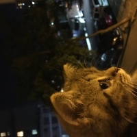 Scottish Fold, Kedi  Mıncır fotoğrafı