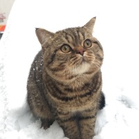 Scottish Fold, Kedi  Mıncır fotoğrafı