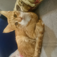 York Chocolate, Kedi  Efe fotoğrafı