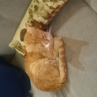 York Chocolate, Kedi  Efe fotoğrafı