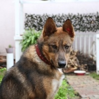 Alman Çoban Köpeği, Köpek  Phoenix fotoğrafı