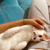 Tekir Kedi, Kedi  Sütlü fotoğrafı