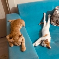 Tekir Kedi, Kedi  Sütlü fotoğrafı