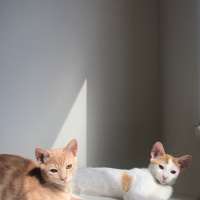 Tekir Kedi, Kedi  Sütlü fotoğrafı