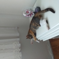 Tekir Kedi, Kedi  Minnos fotoğrafı