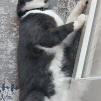 Tekir Kedi, Kedi  Lalin fotoğrafı