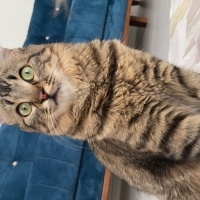 Tekir Kedi, Kedi  Gece fotoğrafı