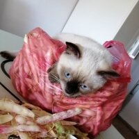 Siyam Kedisi, Kedi  Cookie fotoğrafı