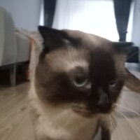 Siyam Kedisi, Kedi  Cookie fotoğrafı