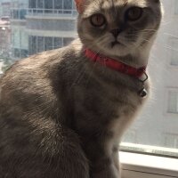 Scottish Fold, Kedi  minnoŞ Akdemir fotoğrafı