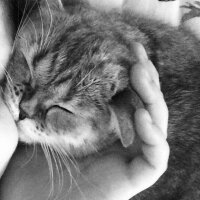 Scottish Fold, Kedi  minnoŞ Akdemir fotoğrafı