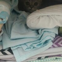 Scottish Fold, Kedi  minnoŞ Akdemir fotoğrafı