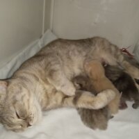 Scottish Fold, Kedi  minnoŞ Akdemir fotoğrafı