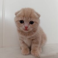 Scottish Fold, Kedi  minnoŞ Akdemir fotoğrafı