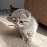 Scottish Fold, Kedi  minnoŞ Akdemir fotoğrafı