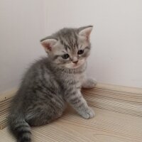 Scottish Fold, Kedi  minnoŞ Akdemir fotoğrafı