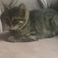 Tekir Kedi, Kedi  Pati fotoğrafı