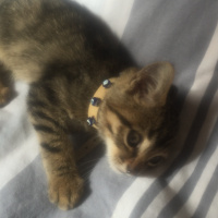 Tekir Kedi, Kedi  Pati fotoğrafı