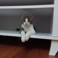 Tekir Kedi, Kedi  Maya fotoğrafı