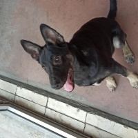 Belçika Malinois, Köpek  Boncuk fotoğrafı
