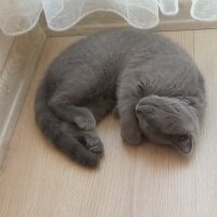 British Shorthair, Kedi  Muezza fotoğrafı