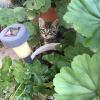 Tekir Kedi, Kedi  Yetimler fotoğrafı