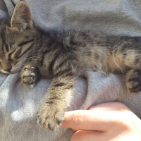 Tekir Kedi, Kedi  Yetimler fotoğrafı