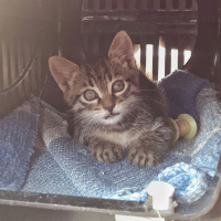 Tekir Kedi, Kedi  Yetimler fotoğrafı