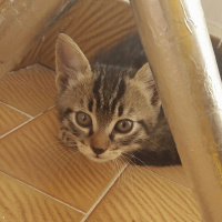 Tekir Kedi, Kedi  Yetimler fotoğrafı