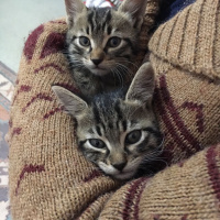 Tekir Kedi, Kedi  Yetimler fotoğrafı