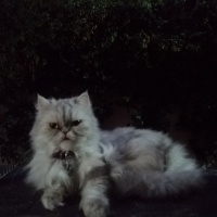 Chinchilla, Kedi  Miu fotoğrafı