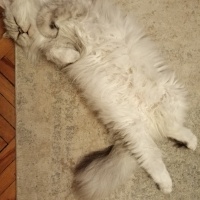 Chinchilla, Kedi  Miu fotoğrafı