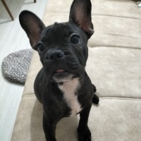 Fransız Bulldog, Köpek  Hera fotoğrafı