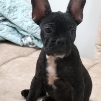 Fransız Bulldog, Köpek  Hera fotoğrafı