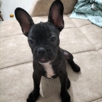 Fransız Bulldog, Köpek  Hera fotoğrafı