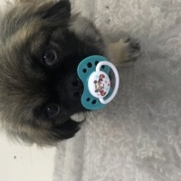 Pekingese, Köpek  Yumak fotoğrafı