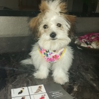 Shih Tzu, Köpek  mişa fotoğrafı