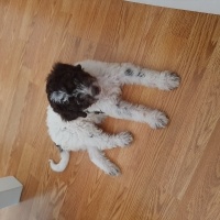 Maltese, Köpek  Mişa fotoğrafı