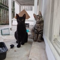 Tekir Kedi, Kedi  Fındık fotoğrafı