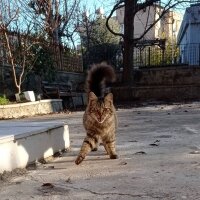 Tekir Kedi, Kedi  Fındık fotoğrafı