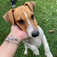 Jack Russell Terrier, Köpek  Junior fotoğrafı