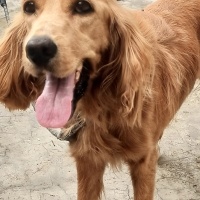Amerikan Cocker Spaniel, Köpek  Bobby fotoğrafı