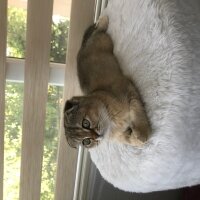 Scottish Fold, Kedi  Lokma fotoğrafı