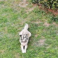 Sibirya Kurdu (Husky), Köpek  Karamel fotoğrafı