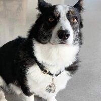 Cardigan Welsh Corgi, Köpek  Joey fotoğrafı