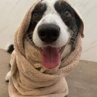 Cardigan Welsh Corgi, Köpek  Joey fotoğrafı