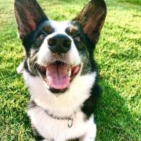 Cardigan Welsh Corgi, Köpek  Joey fotoğrafı