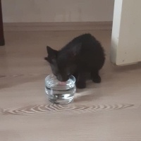 Bombay, Kedi  Şaman fotoğrafı